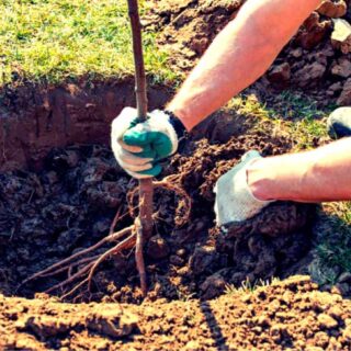Come mettere a dimora alberi da frutto? Alcuni consigli utili