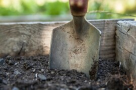 Come mantenere in salute il giardino: tutto quello che c’è da sapere